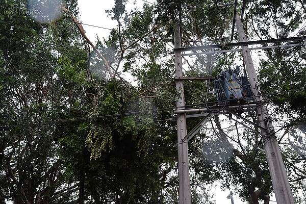 倒塌路樹與電線杆交纏，讓清潔人員難以處理。（好房網News記者 陳韋帆／攝影）