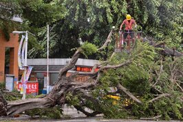 蘇迪勒颱風造成校園旁路樹倒塌，所幸無人傷亡，清潔隊緊急清理。