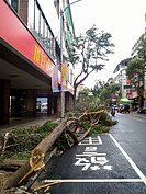 隨處可看見被蘇迪勒吹斷的路樹。