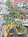 綠蔭變「綠地」　北市樹倒逾4千