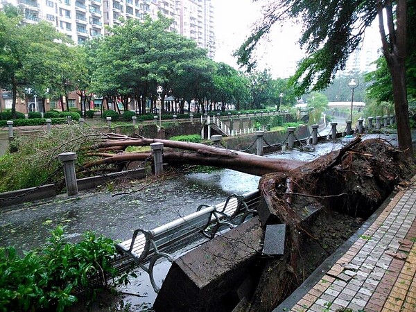 蘇迪勒席捲全台,高雄河堤的樹也吹的東倒西歪(網友提供)