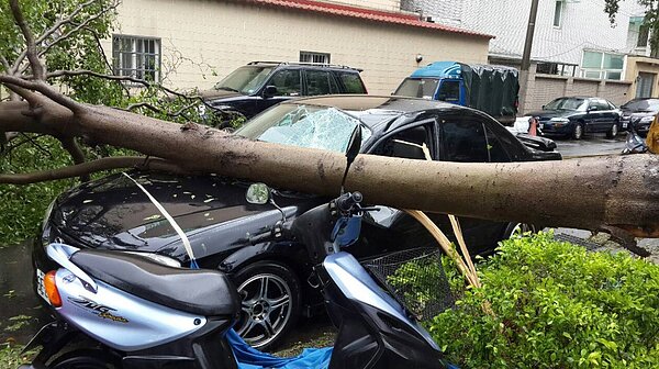 颱風期間不少車輛遭倒下的路樹壓毀。 記者張雅婷／攝影