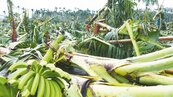 嘉義山區農損慘　山區香蕉、木瓜幾倒光