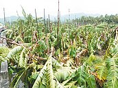 颱風肆虐　高市農損近8千萬元