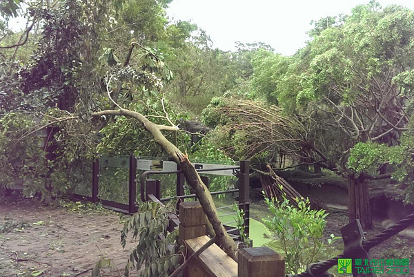 蘇迪勒颱風造成北市動物園損失慘重，甚至有斑馬被嚇死。（番攝自台北市立動物園臉書）