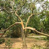 被蘇迪勒撕裂的大安森林公園