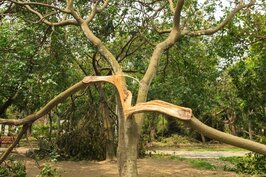 在蘇迪勒颱風肆虐後，台北市有近三千株樹木傾倒毀損，在大安森林公園中一棵年約十多歲的樹木，被蘇迪勒狠狠地撕開，景象令人怵目驚心。