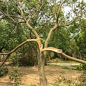 在蘇迪勒颱風肆虐後，台北市有近三千株樹木傾倒毀損，在大安森林公園中一棵年約十多歲的樹木，被蘇迪勒狠狠地撕開，景象令人怵目驚心。