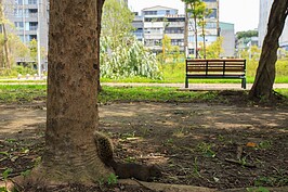 倖存的松鼠正到處找尋食物。