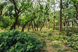 殘肢滿地的大安森林公園一角。