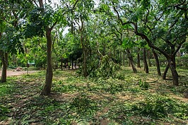 殘肢滿地的大安森林公園一角。