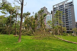 大安森林公園內隨處可見倒木。