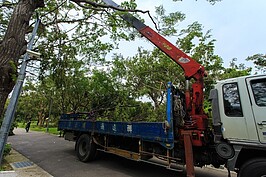 台北市公園處包商正努力的移除傾倒的樹木。