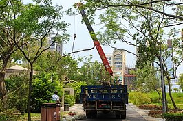 台北市公園處包商正努力的移除傾倒的樹木。