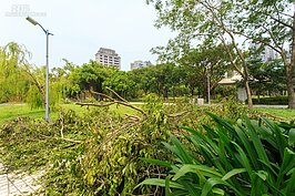 公園中幾乎沒有一處樹木是完整的。不管老樹新樹都敵擋不了這場颱風的威力。