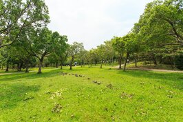 鴿子在草地上覓食，看似一如往常，但是對照周遭樹木傾倒折斷的景象，大安森林公園要恢復原狀恐怕還要許多年。