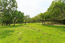 鴿子在草地上覓食，看似一如往常，但是對照周遭樹木傾倒折斷的景象，大安森林公園要恢復原狀恐怕還要許多年。