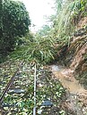 阿里山通車復園　4千陸客上山