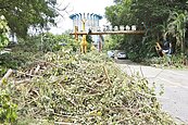 倒伏路樹　林智堅倡「回收再利用」
