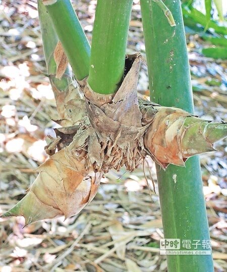 
埔里鎮民陳俊男栽種的甜龍筍，懸空從竹節冒出筍子，筍形彎曲呈羊角狀，有如綠竹筍。（楊樹煌攝）
 