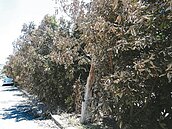 焚風吹葉枯黃　專家籲：樹未死別砍