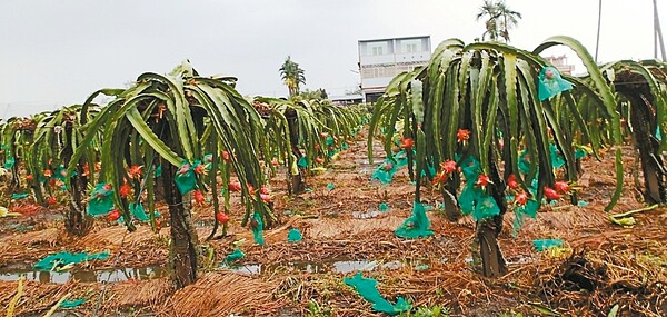 彰化縣紅龍果因蘇迪勒颱風受損嚴重，果實、紗網掉落一地，農民搶收致品質下降，價格只有颱風前的一半，損失約5000萬元。 記者凌筠婷／攝影