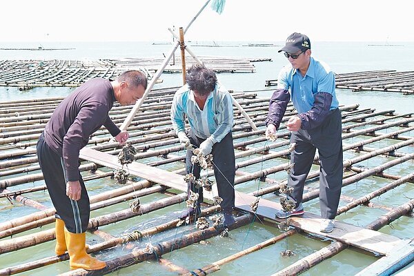 嘉義區漁會漁會總幹事蔡春生(右)發現,沿海未流失的蚵棚,原本每串12組牡蠣也僅剩3到5組。 記者卜敏正/攝影