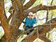 國際攀樹師　養護苗栗百年老樟樹