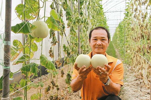 呂海崑年輕時遊手好閒、四處玩樂,現在種出拍賣價最高的香瓜,也和百貨公司簽約。 記者卜敏正/攝影