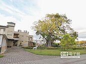 百年老榕「歪腰」　綁繩修枝搶救