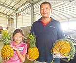 大隻佬帝王鳳梨　享譽在田間
