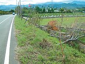 環河路樹頹倒　苗栗南庄鄉長：加速扶正
