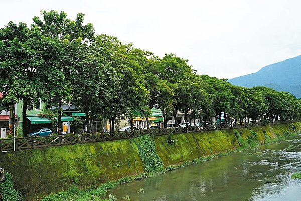 埔里枇杷大排整排逾卅年樹齡的茄冬樹,鎮公所計畫移植改種櫻花,里民聞訊不捨。 記者陳妍霖/攝影