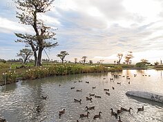 迴瀾灣開發案一景。