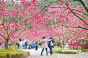 九族櫻花開　山景美如畫