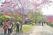 萬大電廠賞櫻　遊客興起野炊