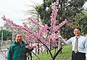 1枝開花60朵　「一串櫻」驚豔！