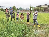 採收小麥花　大甲享農趣