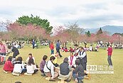 新社櫻花怒放　連假湧人潮