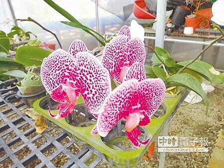 妳的美 我知道 ↑藝術家吳鴻滄任職樹人國小美術老師,因鄰近蘭花生技園區,激發不少創作靈感。(萬于甄攝)