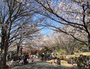 日本／又見櫻花季