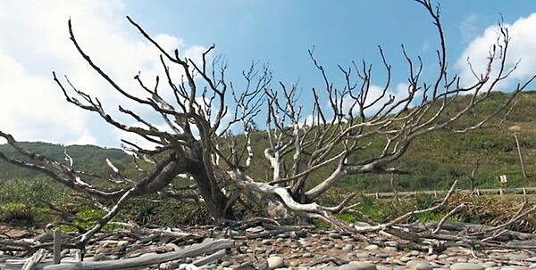 南田百年瓊崖海棠夫妻樹主要枝幹開始斷裂，讓當地村民及遊客惋惜。 記者尤聰光／攝影