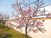 枝垂櫻、吉野櫻　嘉義2校賞櫻免上山