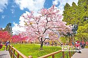 阿里山繁櫻接力　大爆發