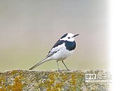 東岸停車場改建　鶺鴒棲地受威脅