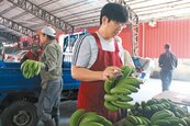寒害！南投山蕉產量銳減　百公斤飆6500元