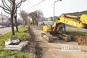 台一線楓香大道　驚見摩西闢海 