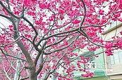 龍潭櫻花怒放　婆媽：小確幸