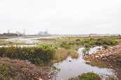 許厝港　明年變身濕地生態公園