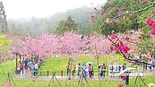 受到天候影響 阿里山賞櫻王再等等